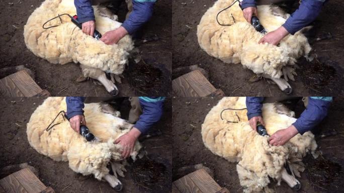 一个男人用电动剪刀在一个古老的乡村羊圈里剪绵羊