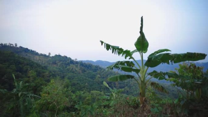 泰国苏梅岛绿色热带山脉的锁定视图