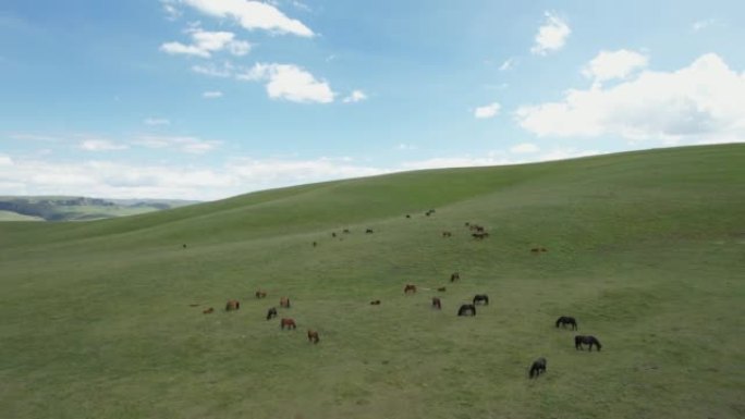 牧场上马匹的空中平移视图