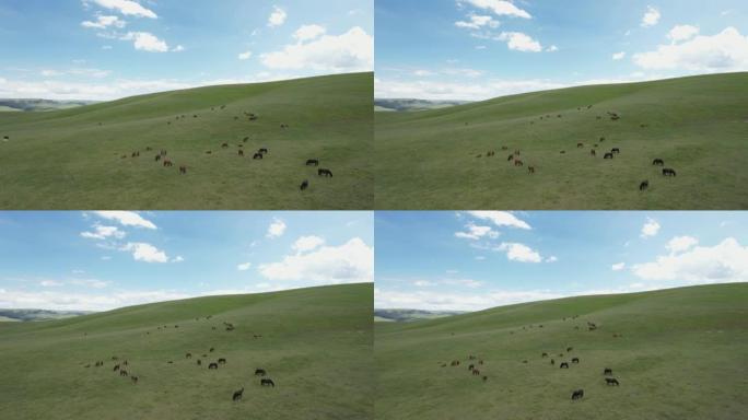 牧场上马匹的空中平移视图