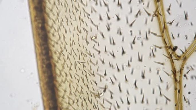 静态拍摄的200倍下长毛蜜蜂翅膀的显微镜镜头