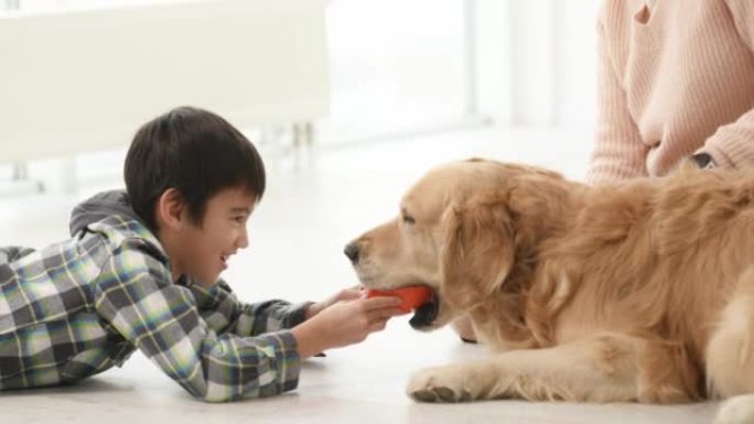 金毛猎犬狗玩耍