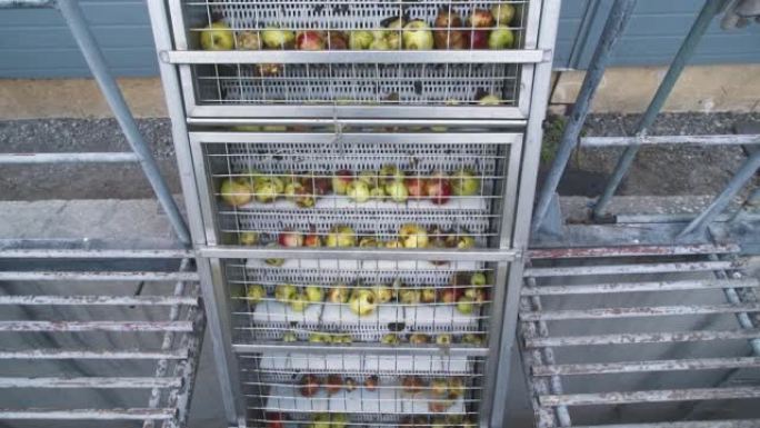 自动输送机在苹果酒制造工厂移动苹果水果