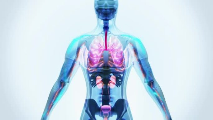 人体器官。人体新陈代谢人体吸收医药课程片