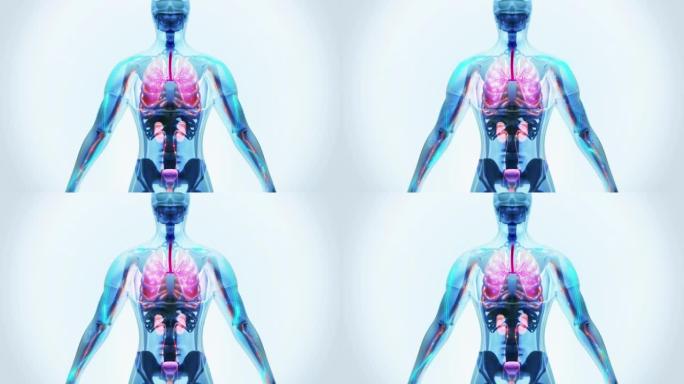 人体器官。人体新陈代谢人体吸收医药课程片