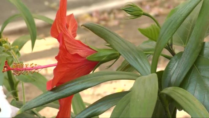 芙蓉中国花或中国玫瑰 (拉丁文.Hibiscus rosa-sinensis) 红