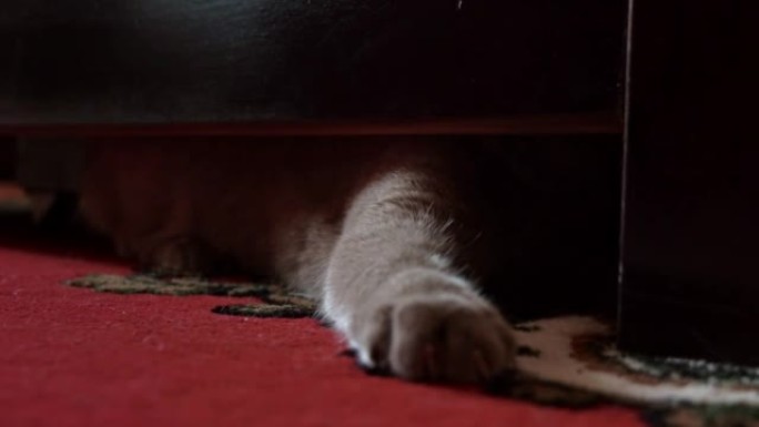 灰色顽皮的猫从床底下偷看并与主人玩耍