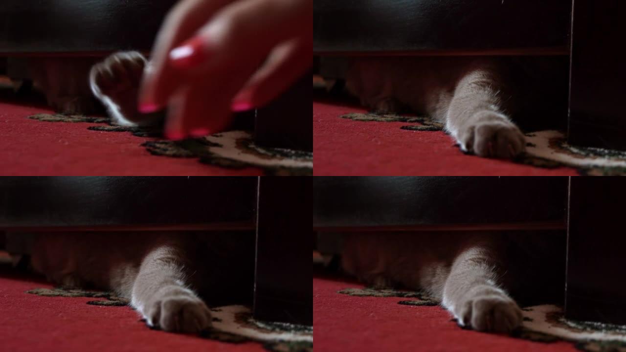 灰色顽皮的猫从床底下偷看并与主人玩耍