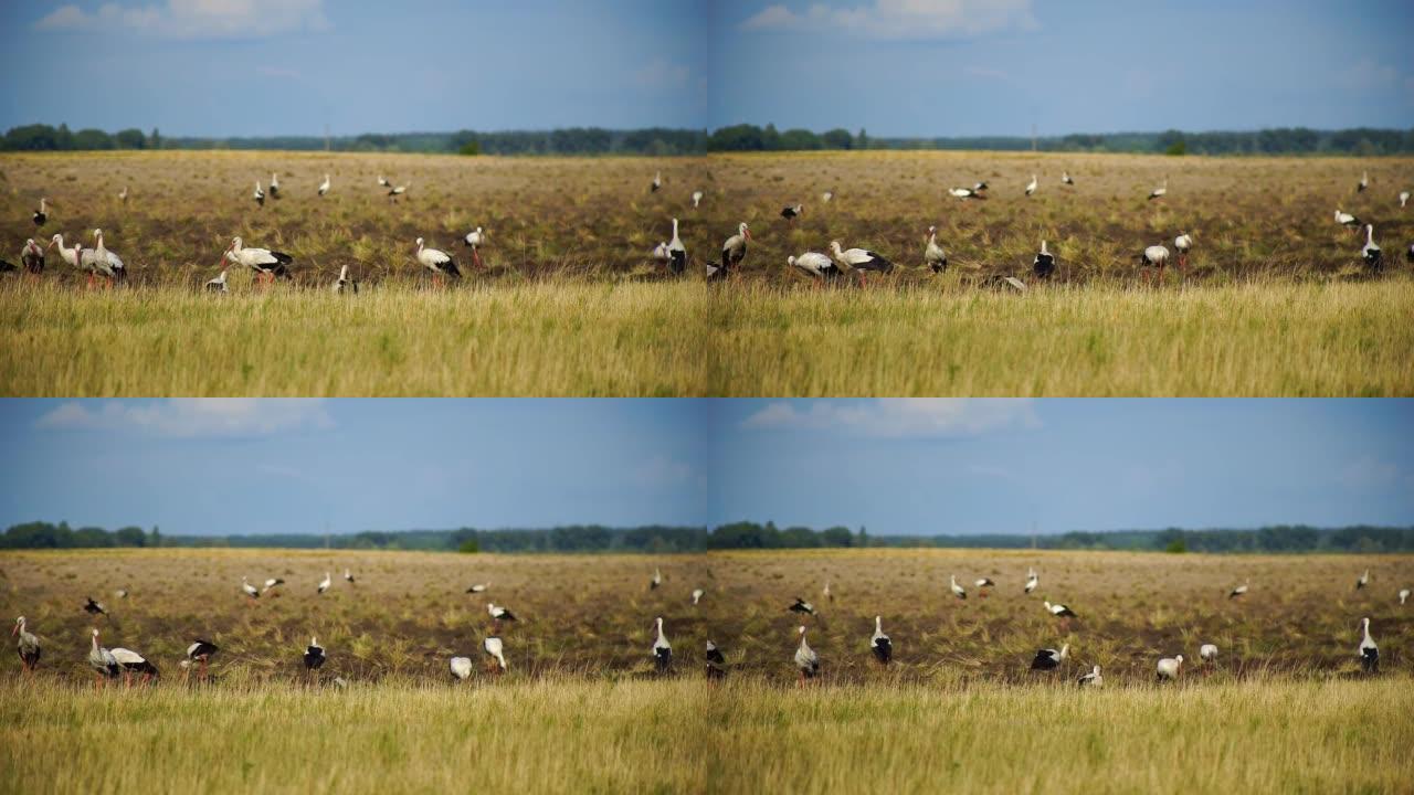 一群白鹳在野外寻找食物。