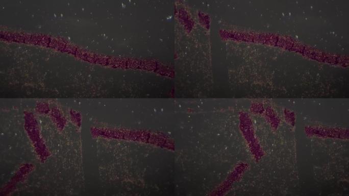 三种细菌的实验室载玻片在显微镜下用交叉光放大200倍