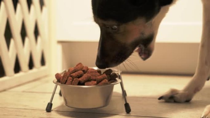 喂狗干食物。将食物倒入碗中的过程。狗吃食物。宠物喂养。健康宠物食品
