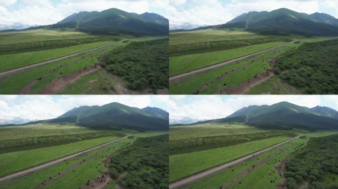 祁连山自然保护区牦牛群鸟瞰图