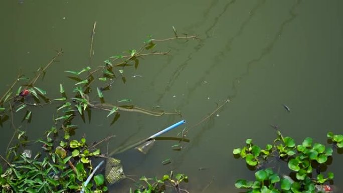 水蛇在水中游泳