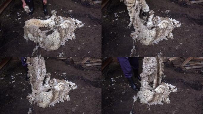 A man collects wool he has sheared from the sheep