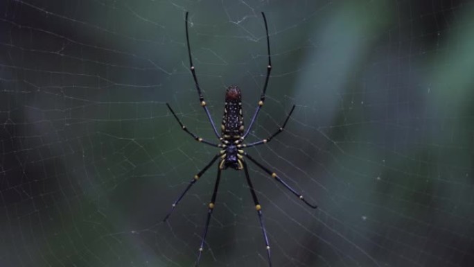 动物: Nephila物种，蜘蛛属的蜘蛛，常见的称为金丝球织布工，金球织布工，巨型木蜘蛛或香蕉蜘蛛。