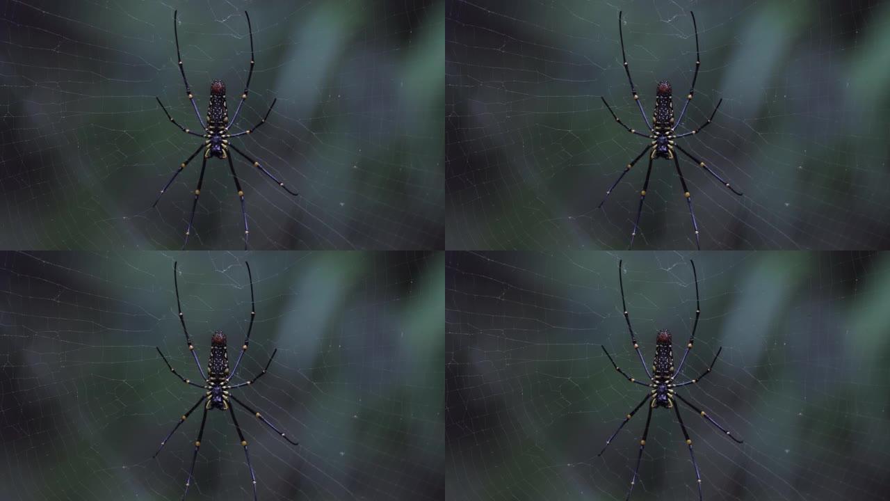 动物: Nephila物种，蜘蛛属的蜘蛛，常见的称为金丝球织布工，金球织布工，巨型木蜘蛛或香蕉蜘蛛。