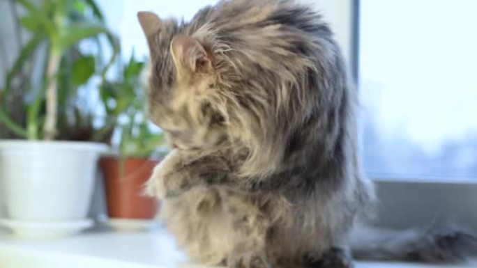 灰色蓬松的湿猫坐在室内的窗户旁洗澡后洗枪口。宠物和卫生，动物主题