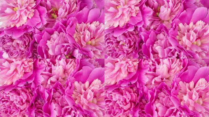 美丽的粉红玫瑰花束背景。盛开的牡丹花开放，延时，特写。婚礼背景，情人节概念。开花，花特写。4K UH