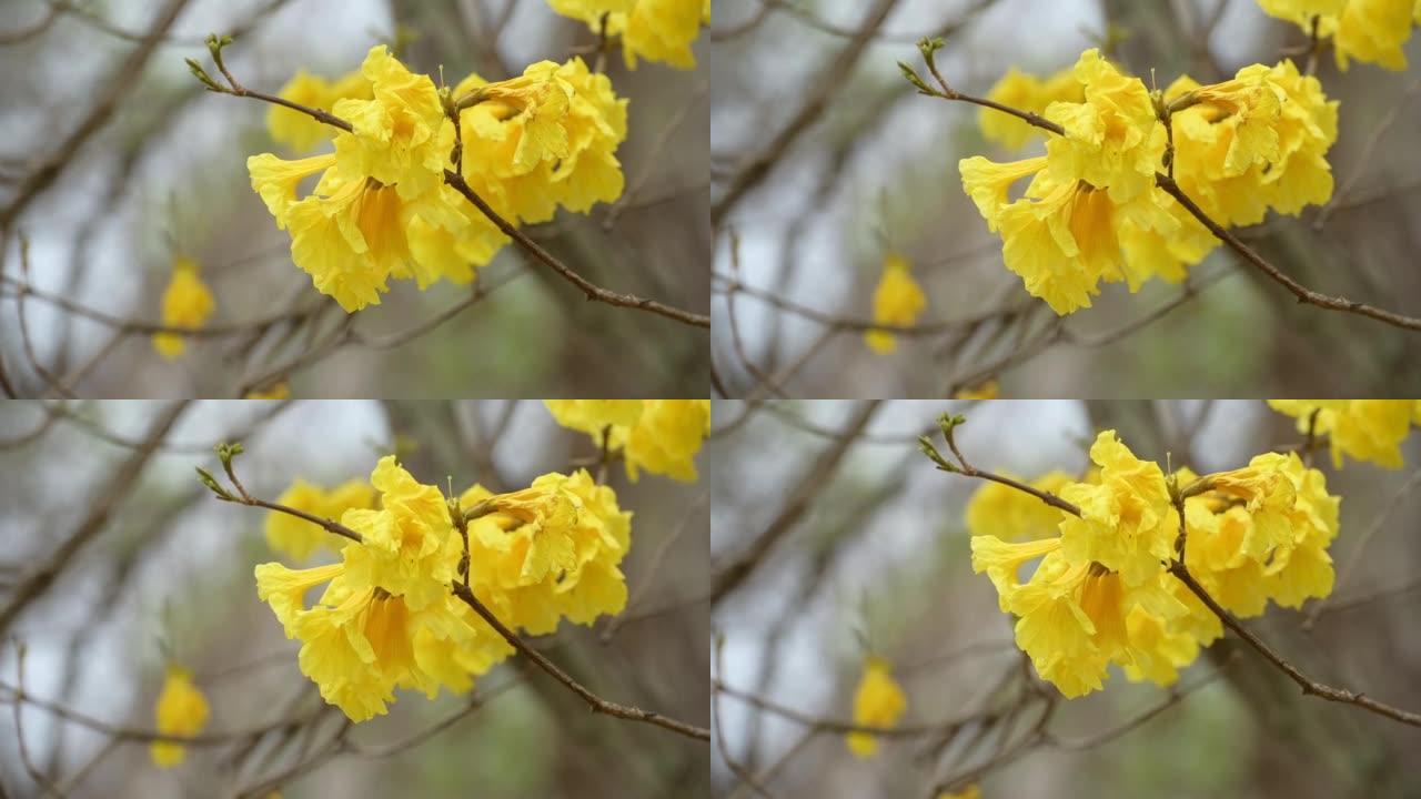大自然中树木的树枝上生长着金色喇叭花。