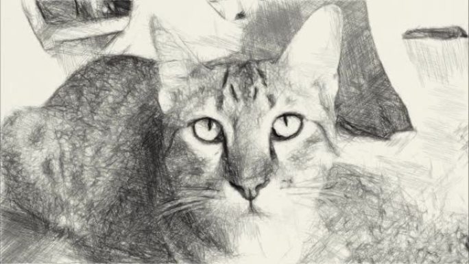 可爱的猫的黑白