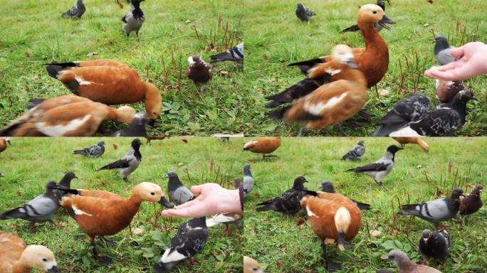 红润的Shelduck或红色的鸭子和鸽子从人手中吃食。