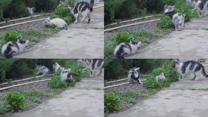 小猫奔跑跳跃