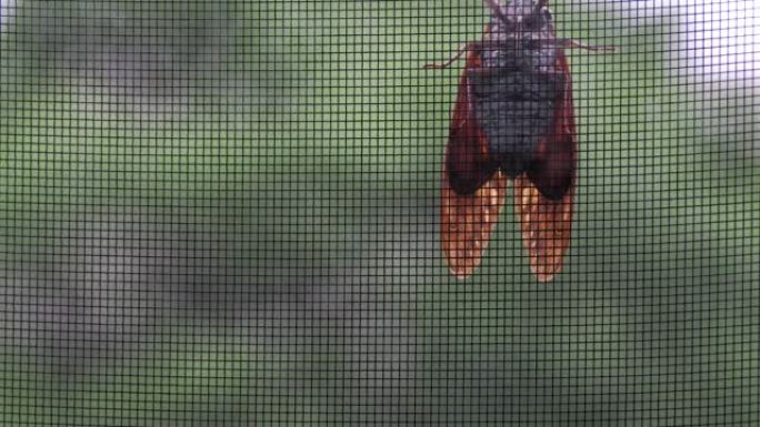 香脂蟋蟀或蝉爬在电线上