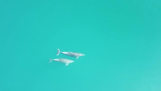 海豚在清澈平静的绿松石水域中缓慢游泳的鸟瞰图。从上方看，沿海岸线迁移的特有海洋哺乳动物群