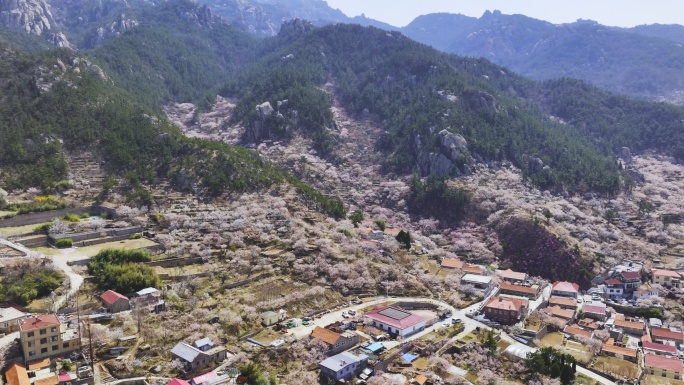 航拍崂山北九水的春天景色