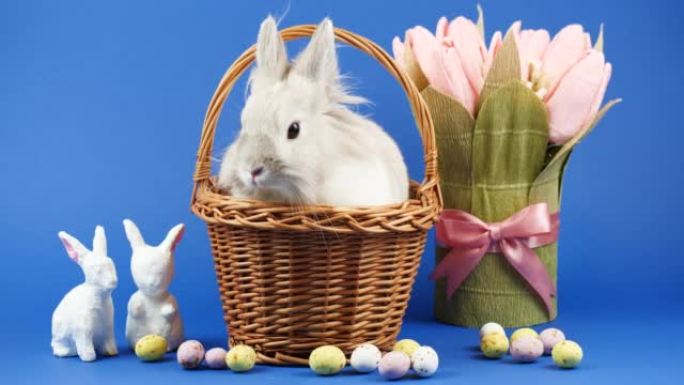 装饰家兔坐在蓝色背景的篮子里。可爱的小兔子环顾四周。健康动物和宠物概念。复活节装饰周围有糖果和鲜花