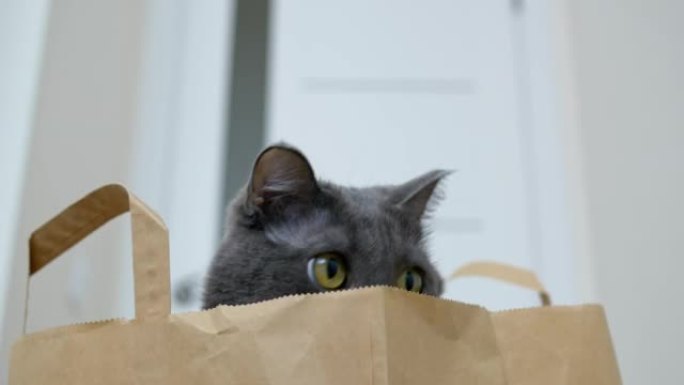 一只受惊的猫坐在超市的纸袋里，用黄色的眼睛环顾四周。有趣的动物在家里，猫是家里最好的朋友。灰色的猫，