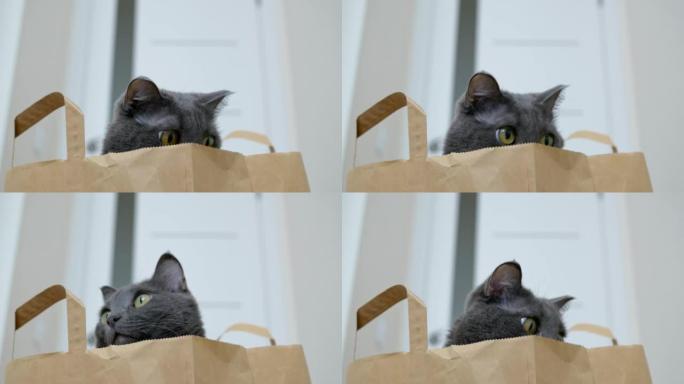 一只受惊的猫坐在超市的纸袋里，用黄色的眼睛环顾四周。有趣的动物在家里，猫是家里最好的朋友。灰色的猫，