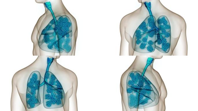 具有肺泡解剖动画概念的人体呼吸系统肺