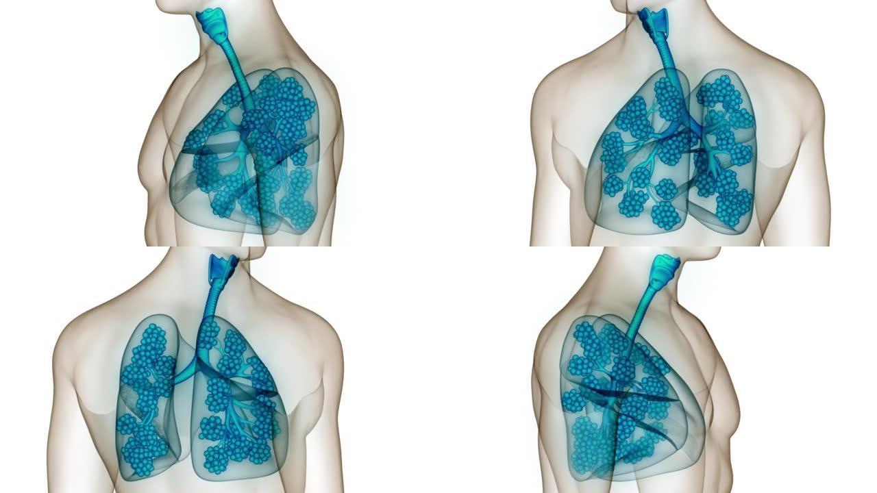 具有肺泡解剖动画概念的人体呼吸系统肺