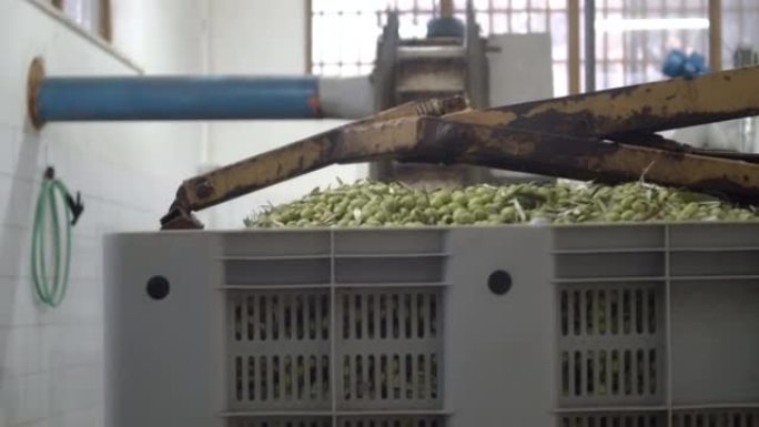 采摘的橄榄落入用于脱叶的机器中。橄榄油生产