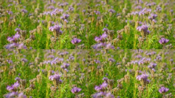 野外紫色药花。Phacelia tanacetifolia或花边phacelia-绿肥，蓝色花朵，特