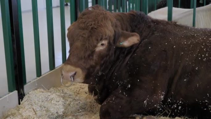 大型棕色公牛在农业动物展览会上休息