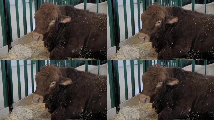 大型棕色公牛在农业动物展览会上休息