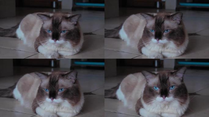 特写可爱的布娃娃猫躺在地上摇头，用可爱的蓝眼睛看着相机，4k慢动作镜头放大效果。
