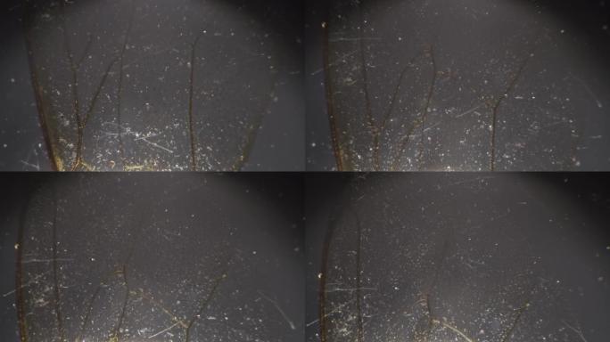 显微镜拍摄蜜蜂翅膀的宏观视图100倍交叉光放大