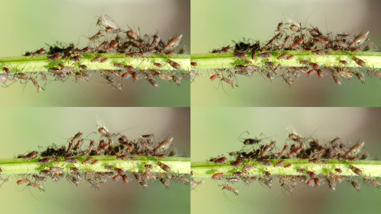 垂直高清视频中蚜虫菌落-半翅目: 蚜虫-植物茎上的特写。