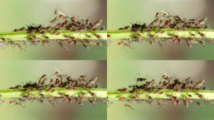 垂直高清视频中蚜虫菌落-半翅目: 蚜虫-植物茎上的特写。