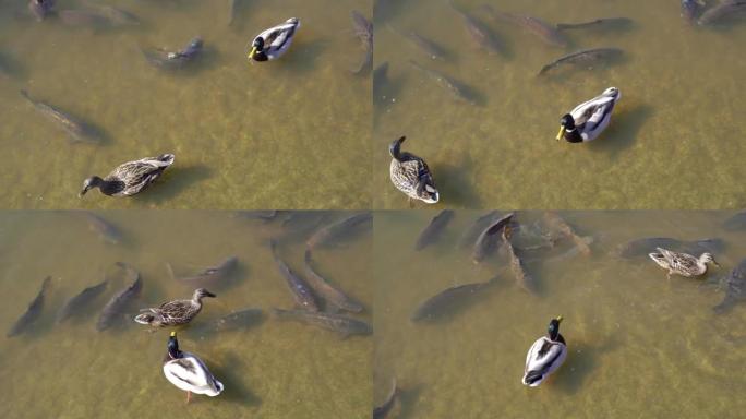 鱼。鱼和鸭子一起在湖里游泳。