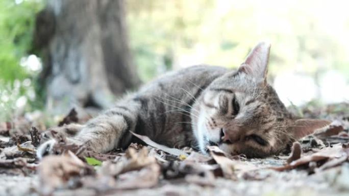 一只可爱的虎斑猫睡在阳光下的视频透过树木过滤