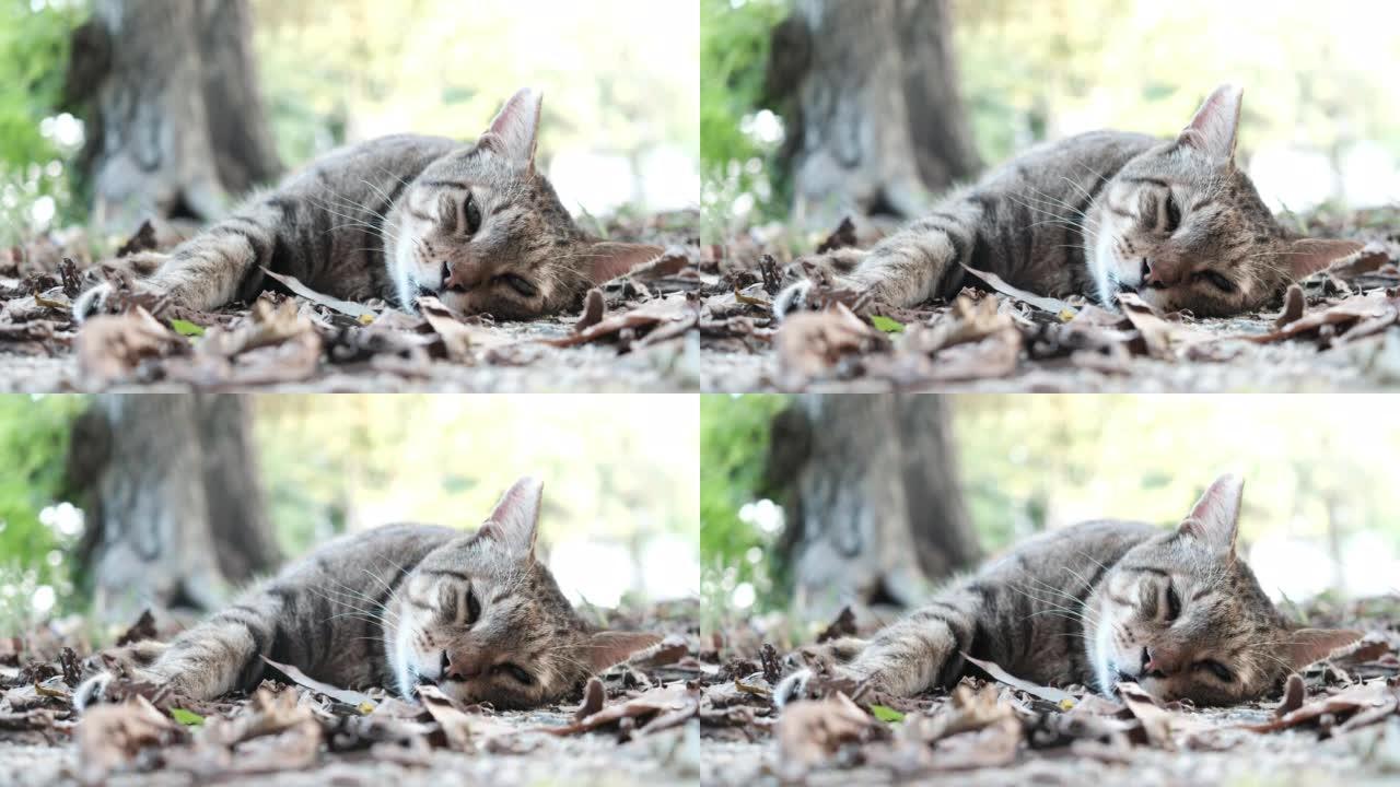 一只可爱的虎斑猫睡在阳光下的视频透过树木过滤