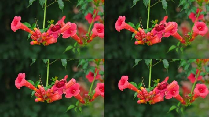 Honey Bee Collecting Nectar From Cup of Campsis Ra