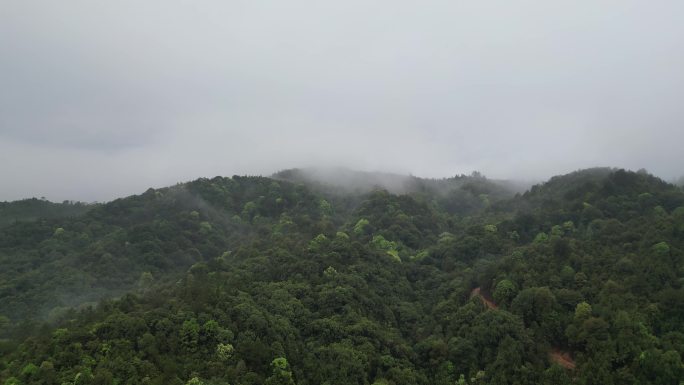 天然氧吧   云海遨游