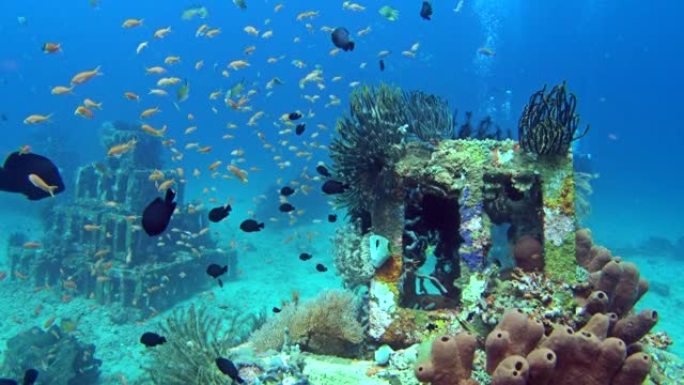 巴厘岛Amed充满五颜六色热带鱼的人工鱼礁