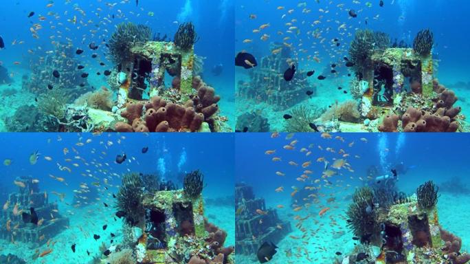 巴厘岛Amed充满五颜六色热带鱼的人工鱼礁