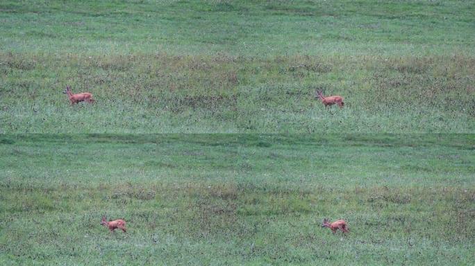 受伤的小鹿行走，错开在草地上。野生动物动物，捷克共和国